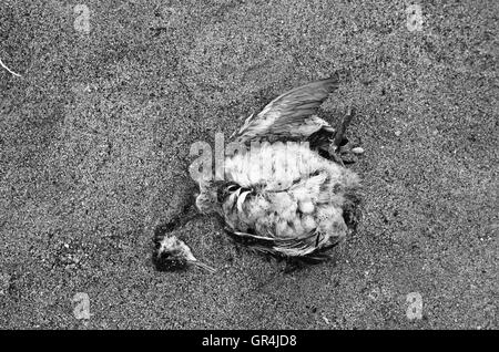 La mort d'oiseaux sauvages maladie carcasse corps désert Banque D'Images