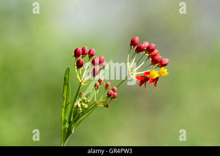 Asclepias curassavica asclépiade, tropical, Pune, Maharashtra, Inde Banque D'Images