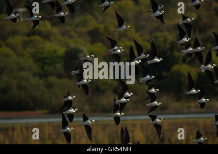 Échasses à ailes noires (Himantopus)battant passé. Banque D'Images
