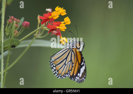 Danaus genutia tigre commun, papillon, Maharashtra, Inde Banque D'Images