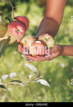 Femme au verger détient les pommes fraîchement cueillies à la main. Tons Vintage image, selective focus Banque D'Images