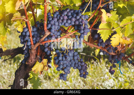 Les raisins rouges mûres sur vigne dans une vigne à l'heure du coucher du soleil Banque D'Images