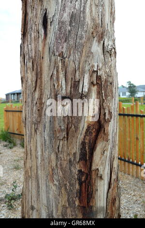 Dead tree trunk comme décoration de jardin Banque D'Images