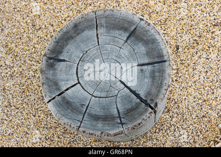 Close up of Log siège pour jardin extérieur Banque D'Images