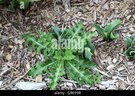 Sonchus asper ou également connu comme le laiteron piquant leaf Banque D'Images