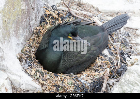 European shag sur son nid sur les falaises d'Iles Farne Northumberland Royaume-Uni printemps 2016 cormorans huppés Phalacrocorax aristotelis Banque D'Images