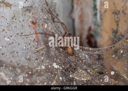 Assis sur un spider spider's web Banque D'Images