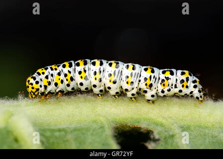 Close up de Mullein Moth Caterpillar sur tige de la feuille. Banque D'Images