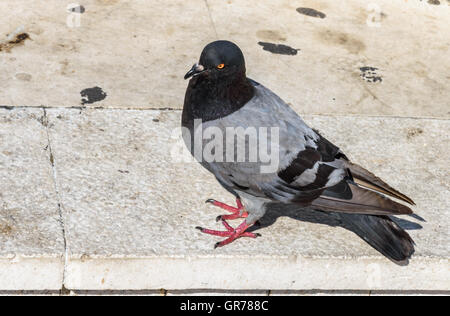 Pigeon sur rue Banque D'Images