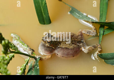 De l'homme grenouille Tungara Engystomops Pustulosus sac vocal, avec Jorupe Naturreserve, Equateur Banque D'Images