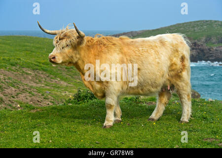 La vache, le Scottish Highland cattle ou Kyloe, l'Écosse, la France Logiciel Banque D'Images