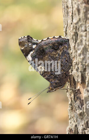 Vanessa atalanta, l'amiral rouge sur un arbre en Allemagne Banque D'Images