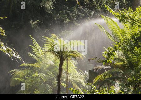 Dicksonia squarrosa, fougère arborescente, mince fougère arborescente, Nouvelle Zélande fougère arborescente Banque D'Images
