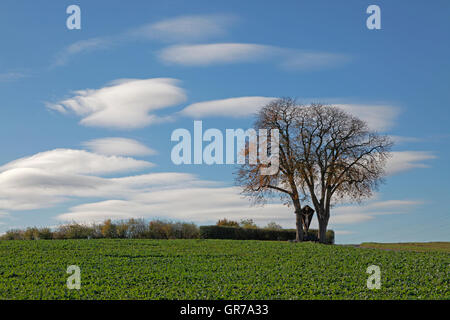 Marronnier Aesculus hippocastanum en automne à Bad Iburg, Osnabruecker Pays, Basse-Saxe, Allemagne Banque D'Images