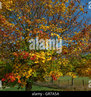 Acer platanoides Érable de Norvège, à l'automne, Hagen, Allemagne Banque D'Images