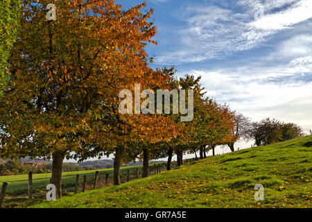 Cerisiers en automne, Hagen, Allemagne, Europe Banque D'Images