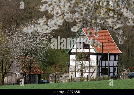 Maison à colombage avec Cherry Blossom en avril en Holperdorp, Ringhotel Teutoburger Wald, Allemagne Banque D'Images