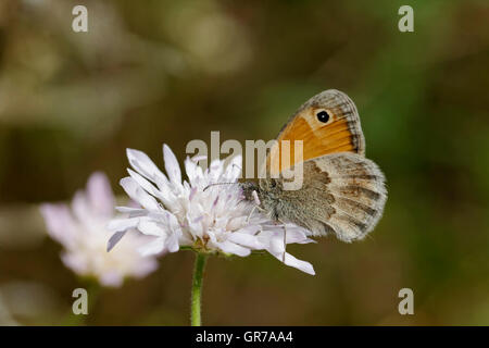 Coenonympha Pamphilus Small Heath, Butterfly, Butterfly Européenne Banque D'Images