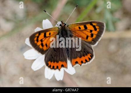 Lycaena phlaeas, petite, cuivre, Cuivre Cuivre américain commun, European Butterfly Banque D'Images