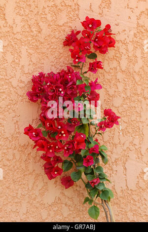 Bougainvillea glabra , Fleur en Papier à partir de bougainvilliers moindre Corse, France, Europe Banque D'Images