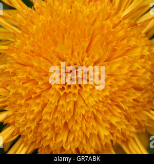 Calendula officinalis, Fleur d'été de l'Allemagne, de souci officinal, Ruddles commun, souci, de l'anglais Marigold Banque D'Images