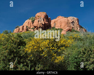 Paysage Rock avec arbustes Balai à Arbatax, Sardaigne, Italie, Europe Banque D'Images