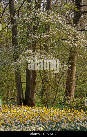 Arbre en fleurs avec Daffodills Au printemps, Pays-Bas, Europe Banque D'Images
