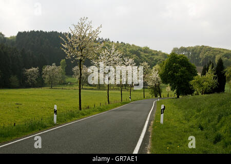 Des Cerisiers Au printemps, Holperdorp, Nordrhein-Westfalen, Germany, Europe Banque D'Images