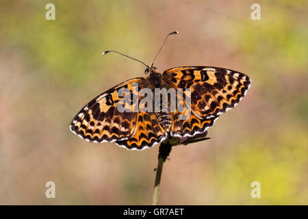 Melitaea Didyma, Spotted Fritillary ou Red-Band Fritillary, du sud de la France, Europe Banque D'Images