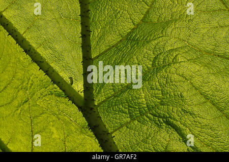 Feuilles de rhubarbe géante, avec des structures de Gunnera manicata Banque D'Images