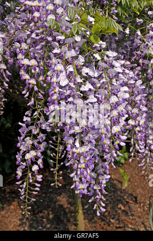 Wisteria Sinensis, glycine de Chine Banque D'Images