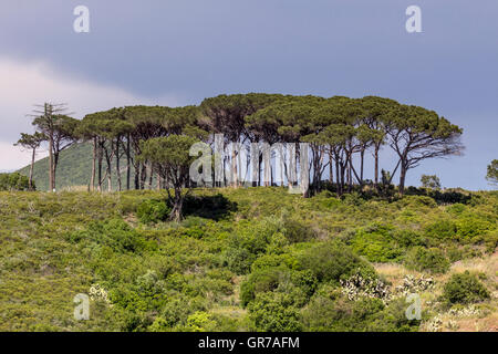 Bois de pins près de Rio nell'Elba, l'île d'Elbe, Toscane, Italie Banque D'Images