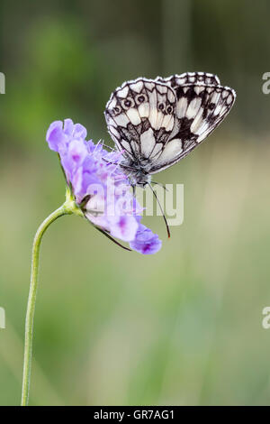 Melanargia Galathea, marbré de papillon blanc sur Scabiosa columbaria, Pincushion Flower de Basse-Saxe, Allemagne, Europe Banque D'Images