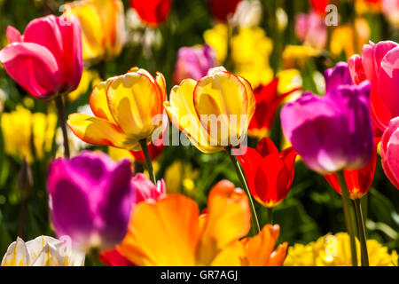 Champ de tulipes au printemps, Basse-Saxe, Allemagne, Europe Banque D'Images