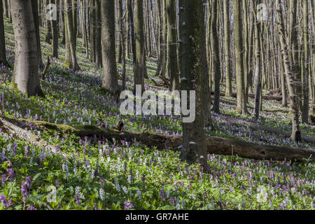 Fleurs corydalis Corydalis cava à la montagne Freeden en Basse-Saxe, Allemagne Banque D'Images