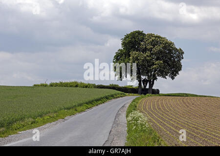 Aesculus hippocastanum Marronnier en fleurs avec terrain en mai, Bad Iburg, Osnabrück Pays, Basse-Saxe, Allemagne, Europe Banque D'Images