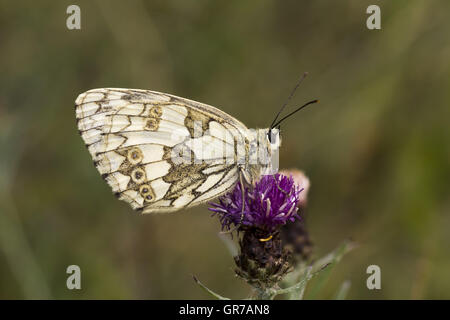 Melanargia Galathea, Papillon Blanc marbré de Basse-Saxe, Allemagne Banque D'Images