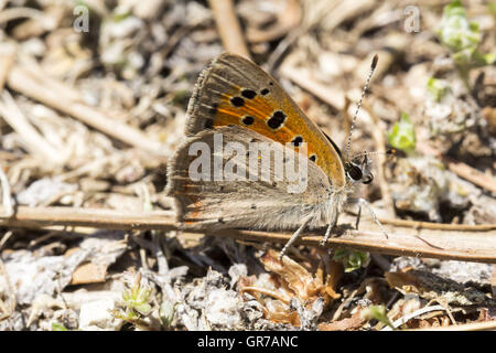 Lycaena phlaeas, petite, Cuivre Cuivre Cuivre commun américain, Papillon de Toscane, Italie Banque D'Images