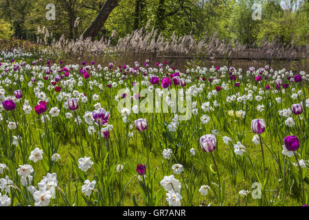 Spring Flower Meadow avec des tulipes et des lis Carême en Basse-Saxe, Allemagne, Europe Banque D'Images