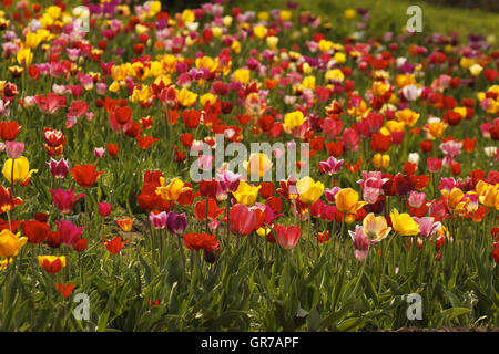 Champ de tulipes en Basse-Saxe, Allemagne Banque D'Images