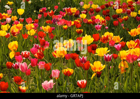 Champ de tulipes en Basse-Saxe, Allemagne Banque D'Images