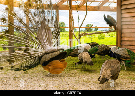 Peacock fluffed une énorme queue lumineuse dans l'accouplement danser devant des femelles dans une cage dans la ferme avicole. Monastère d'oiseaux à la ferme Banque D'Images