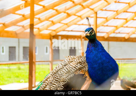 Le pâturage paons dans une cage dans la ferme avicole. Bird Farm à St Elizabeth, monastère de femmes du district de Kaliningrad, Slavske, Russie Banque D'Images