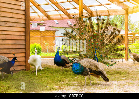 Peacock fluffed une énorme queue lumineuse dans l'accouplement danser devant des femelles dans une cage dans la ferme avicole. Monastère d'oiseaux à la ferme Banque D'Images