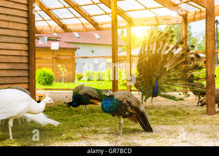 Paons femelles paissant dans une cage en exploitation avicole. Bird Farm à St Elizabeth, monastère de femmes du district de Kaliningrad, Slavske Banque D'Images