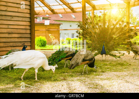 Paons albinos femelle blanche paissant dans une cage dans la ferme avicole. Bird Farm à St Elizabeth, monastère de femmes du district de Slavske Banque D'Images