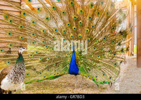 Peacock fluffed une énorme queue lumineuse dans l'accouplement danser devant des femelles dans une cage dans la ferme avicole. Monastère d'oiseaux à la ferme Banque D'Images