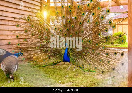 Peacock fluffed une énorme queue lumineuse dans l'accouplement danser devant des femelles dans une cage dans la ferme avicole. Monastère d'oiseaux à la ferme Banque D'Images