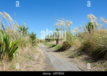 Chemin par dunes avec le lin, toitoi et chou arbres, Waikanae, Wellington, Île du Nord, Nouvelle-Zélande Banque D'Images