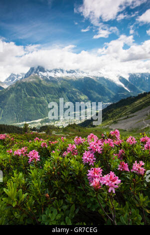 Rose Alpine Banque D'Images